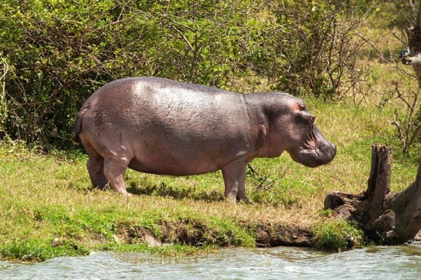 A hippopotamus near a riverbank with greenery in the background. 3