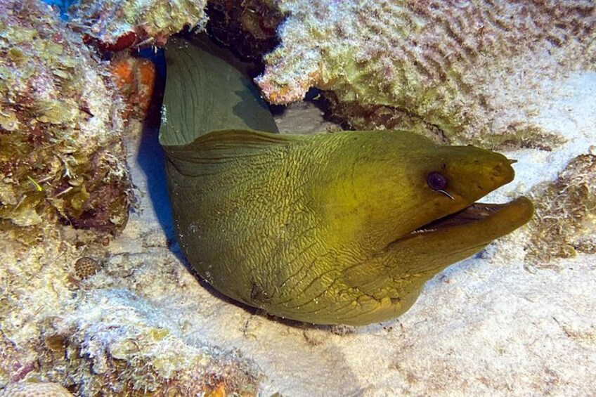 A fish resting on a coral reef. 4