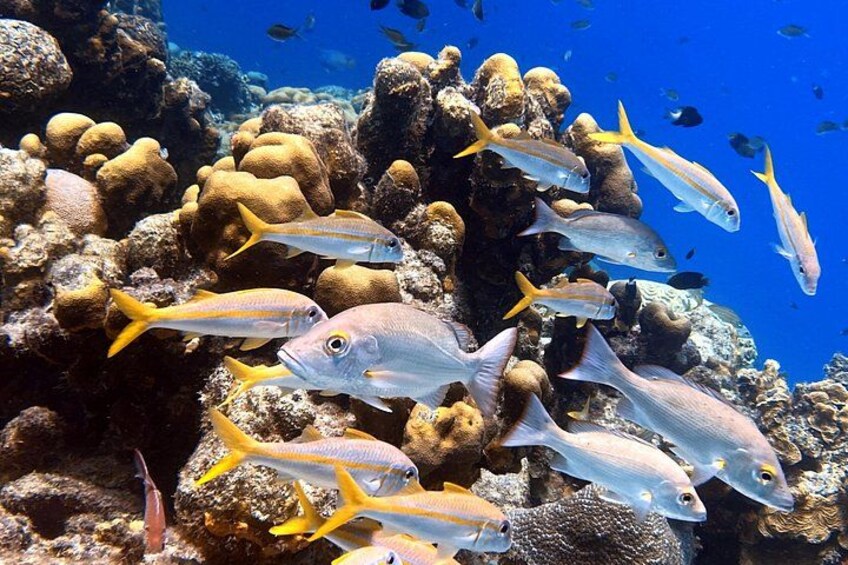 A coral reef with various fish species, including yellow and silver fish, and rocky formations. 5