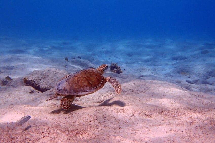 A sea turtle on a sandy ocean floor. 3