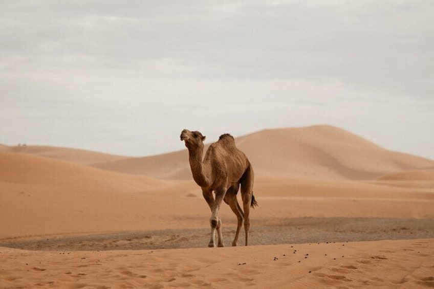 A camel walking in a desert with sand dunes in the background. 2