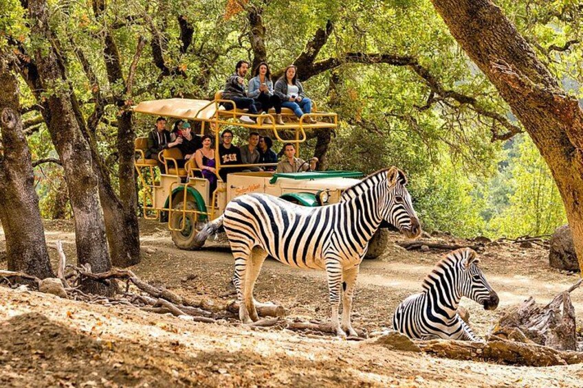 A safari vehicle with passengers observing zebras in a wooded area. 2