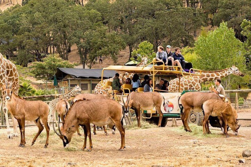 Roan and Giraffe on Safari 3