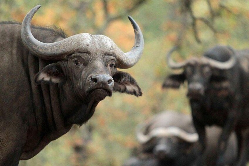 A buffalo with prominent horns in a natural setting. 3