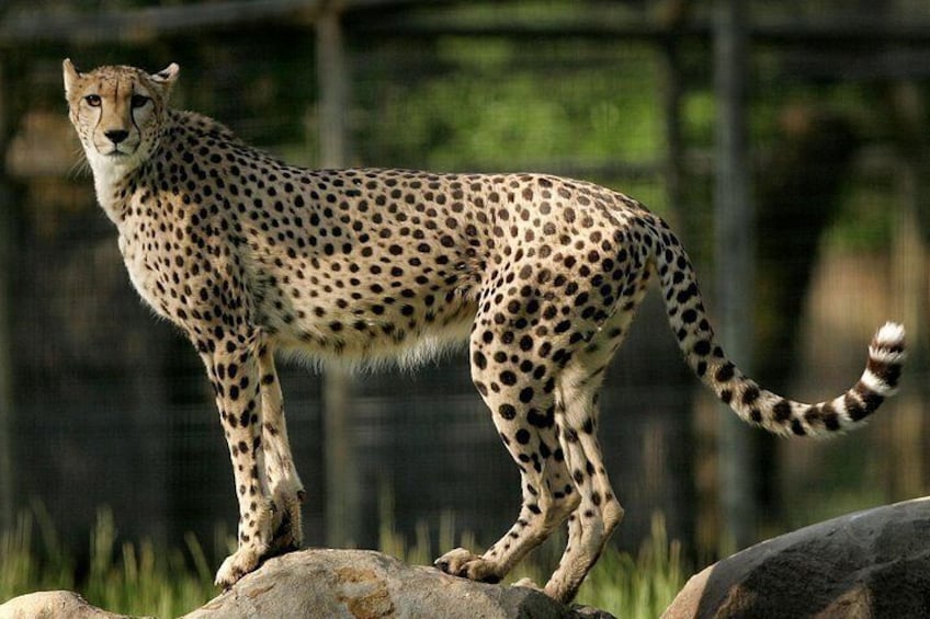 Cheetah 5