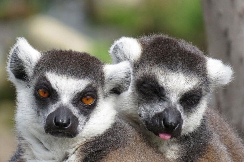 Ring-tailed Lemurs 4