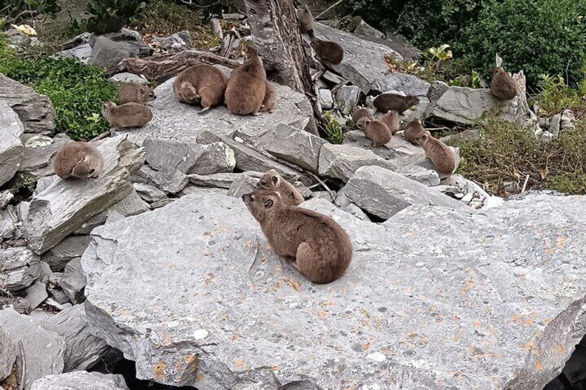 A group of brown bears resting on rocky terrain. 1