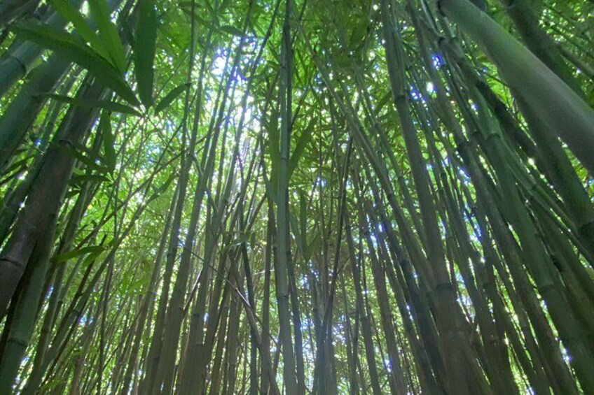 Full Day Island of Maui Private Tour 5