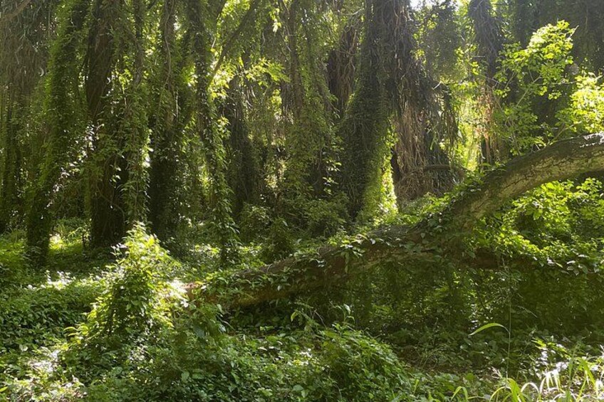 Full Day Island of Maui Private Tour 2
