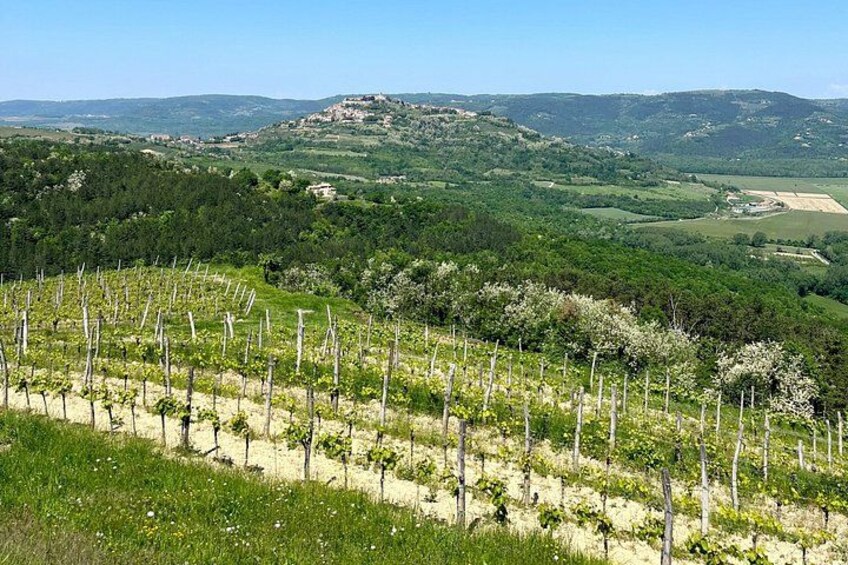 Istria Wine Tour from Island Krk and Rijeka 3