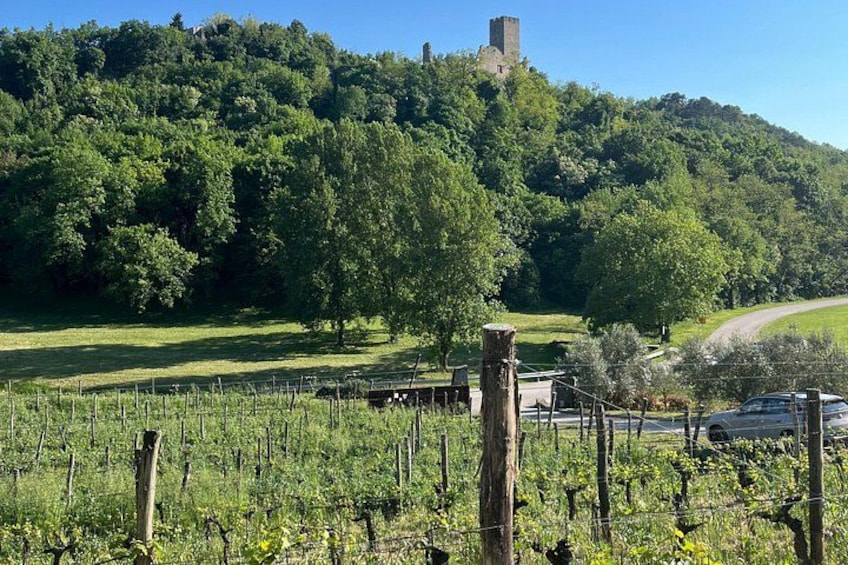 Istria Wine Tour from Island Krk and Rijeka 2