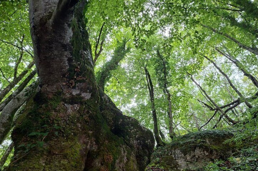 A large tree trunk with moss and a dense canopy of green leaves. 4