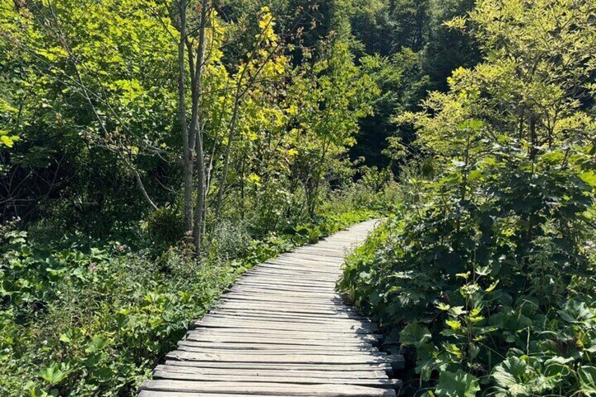 A wooden boardwalk through a forested area. 3