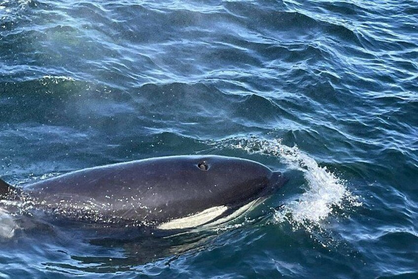 Una grande balena nuota nell'oceano. 1