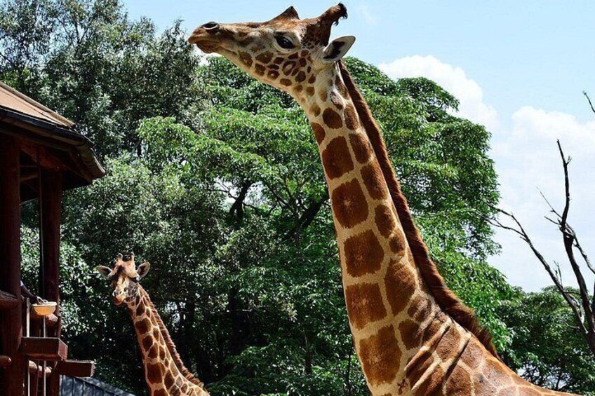 Two giraffes in a natural setting with trees and a wooden structure. 2