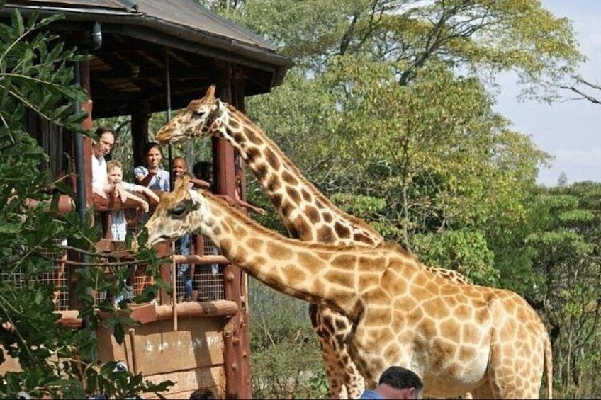 Giraffen in der Nähe einer hölzernen Konstruktion, Personen beobachten sie. 2