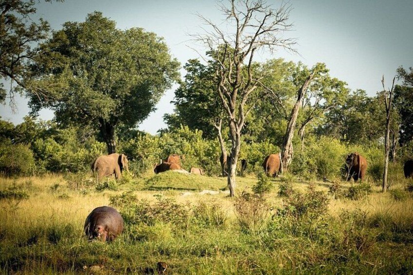 Elephants in a grassy savanna with trees and a clear sky. 2