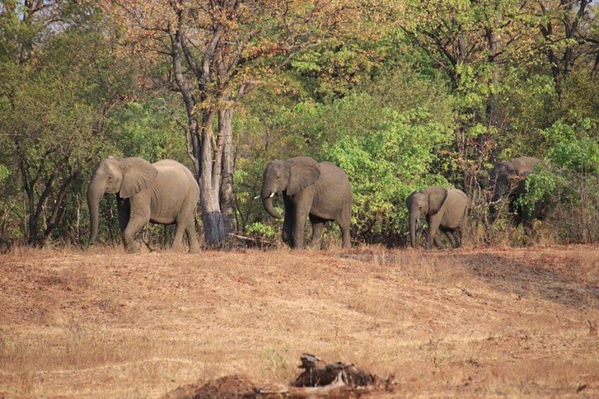 Elephants in a dry grassland with trees in the background. 3