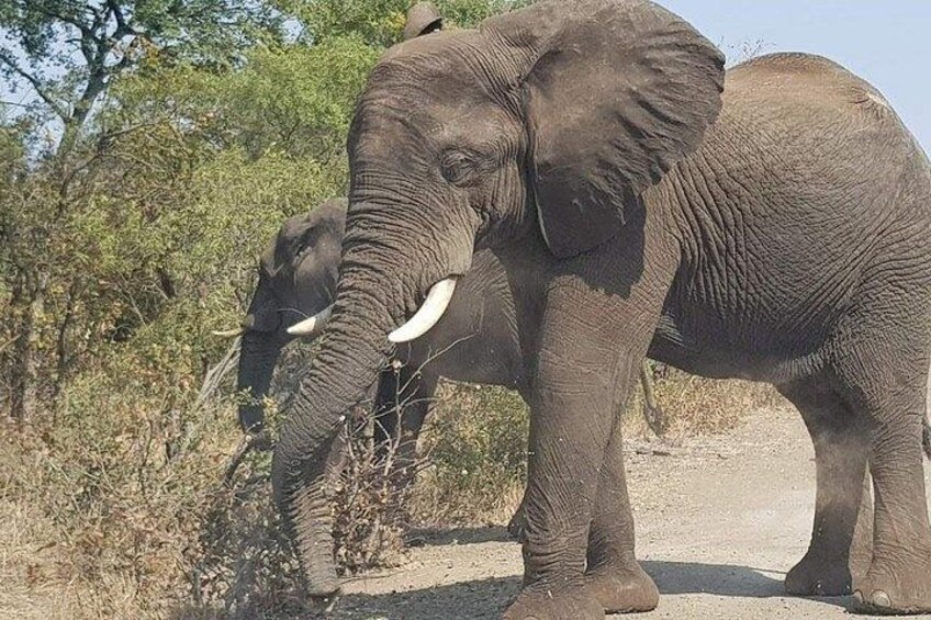 Two elephants walking on a dirt path surrounded by dry vegetation and trees. 4