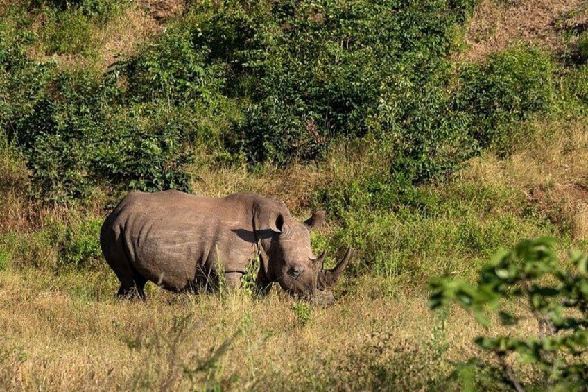A rhinoceros in a grassy field with dense green foliage in the background. 1