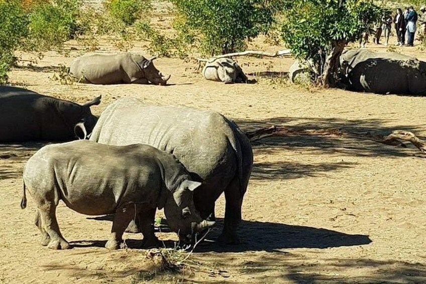 A group of elephants and rhinos in a dry, open landscape with sparse vegetation. 5