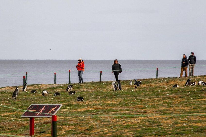 A coastal area with people walking, penguins on the grass, and a sign indicating a walking path. 2