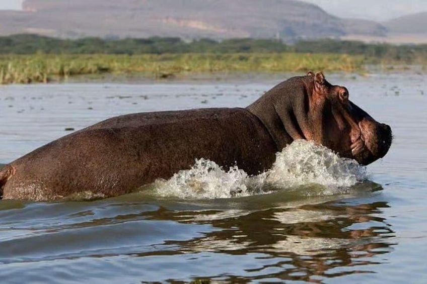 Un hipopótamo parcialmente sumergido en el agua, con una orilla fluvial y vegetación al fondo. 4
