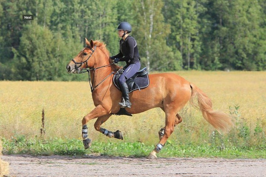 En person rider på en hest i en åben mark med træer i baggrunden. 1