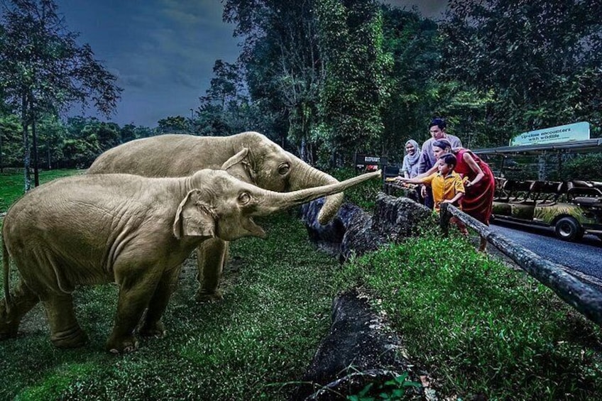 Night Safari Singapore Skip the Line Tickets with Tram Ride 1