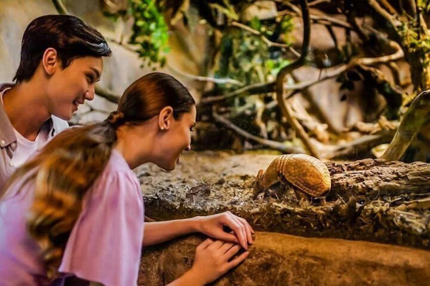 Night Safari Singapore Skip the Line Tickets with Tram Ride 3