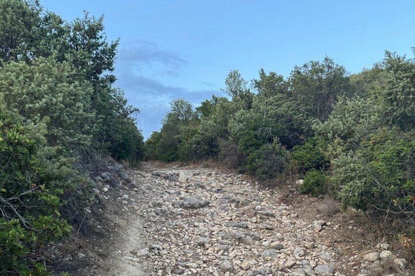 A rocky trail surrounded by dense shrubbery and trees. 3