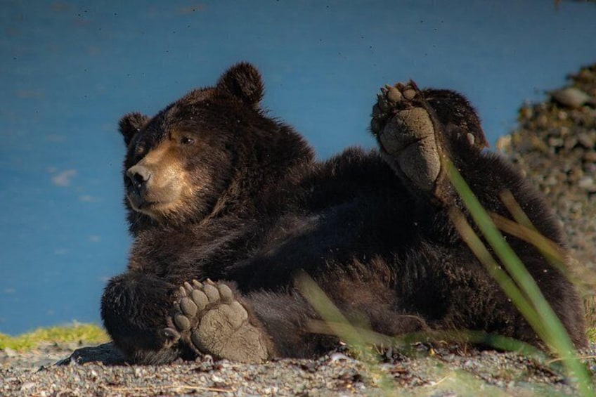 Bear Viewing at Pack Creek 3