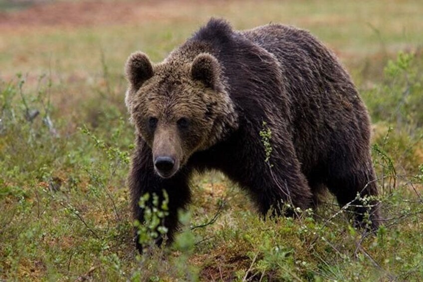 Bear Viewing at Pack Creek 1