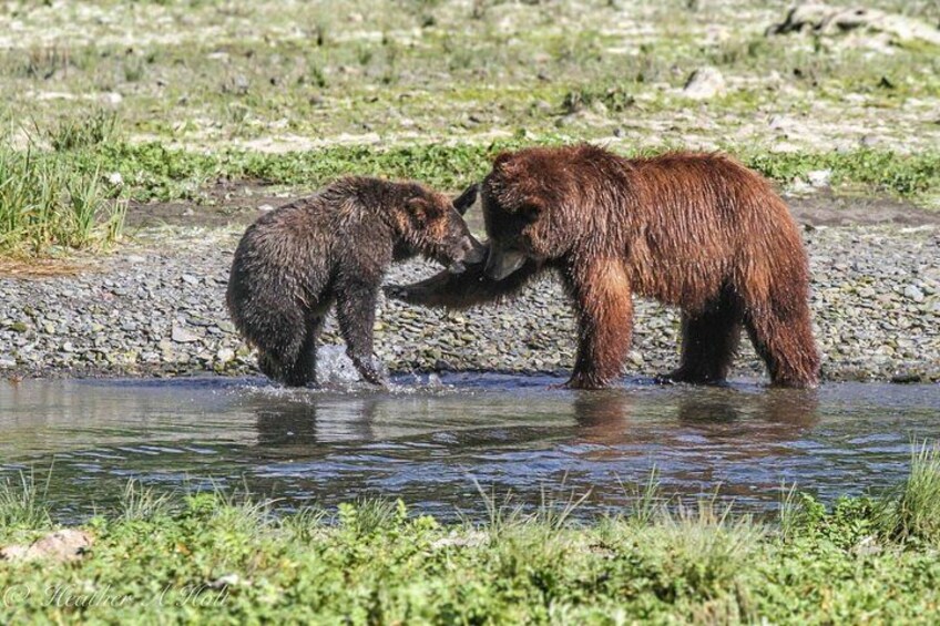 Bear Viewing at Pack Creek 2