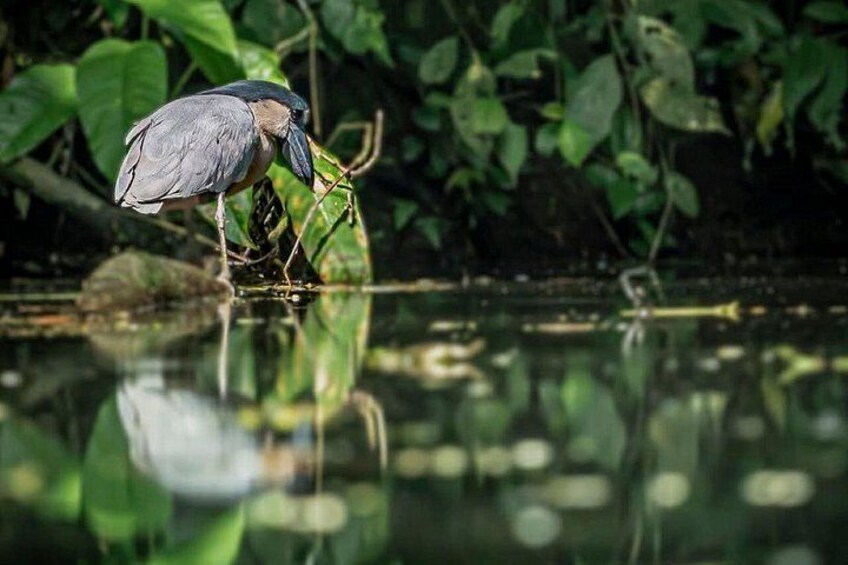 Tortuguero National Park Canal Kayaking Tour 3