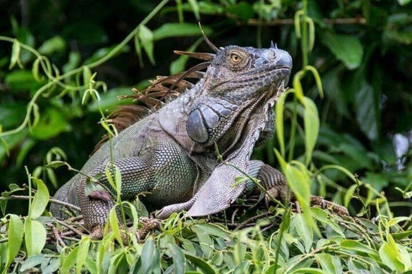 En iguana i en naturlig miljö, omgiven av grönt lövverk. 2