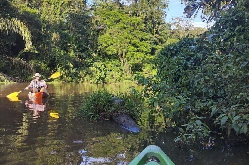 Tortuguero National Park Canal Kayaking Tour 3