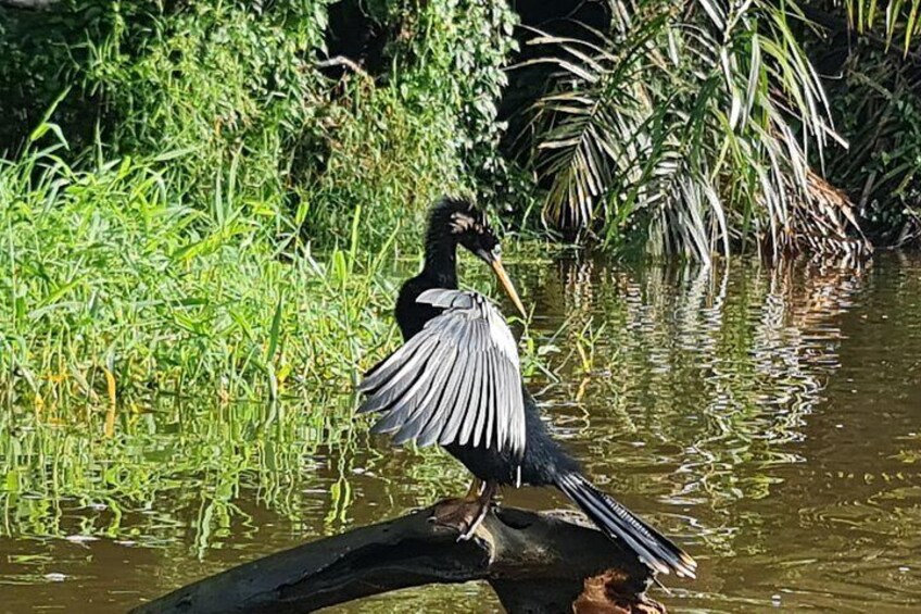 Tortuguero National Park Canal Kayaking Tour 5