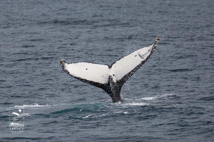 San Diego: 2.5-3 Hour Whale Watch Cruise with Legacy Whale Watch 3