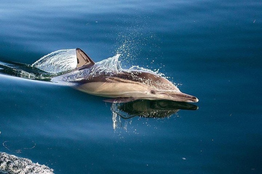 San Diego: 2.5-3 Hour Whale Watch Cruise with Legacy Whale Watch 4