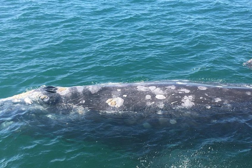 San Diego: 2.5-3 Hour Whale Watch Cruise with Legacy Whale Watch 3