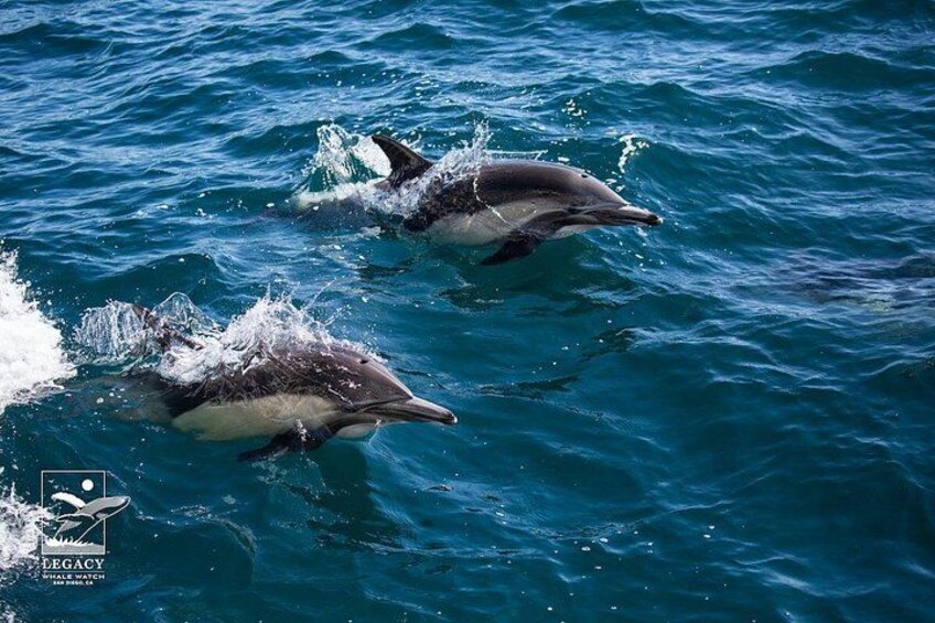 San Diego: 2.5-3 Hour Whale Watch Cruise with Legacy Whale Watch 2
