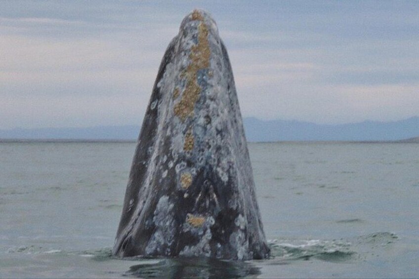 San Diego: 2.5-3 Hour Whale Watch Cruise with Legacy Whale Watch 5