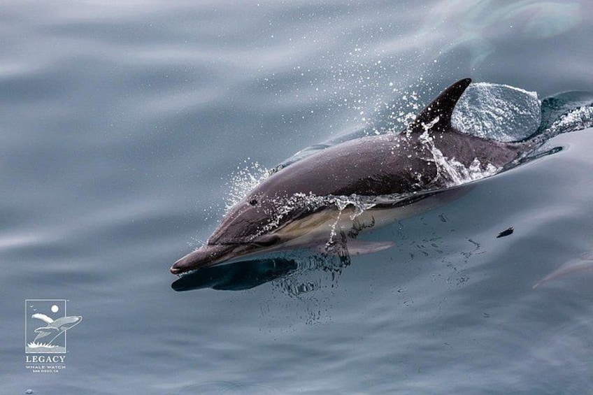 San Diego: 2.5-3 Hour Whale Watch Cruise with Legacy Whale Watch 3