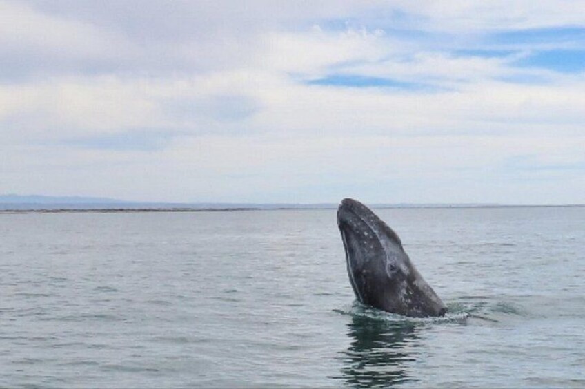 San Diego: 2.5-3 Hour Whale Watch Cruise with Legacy Whale Watch 2