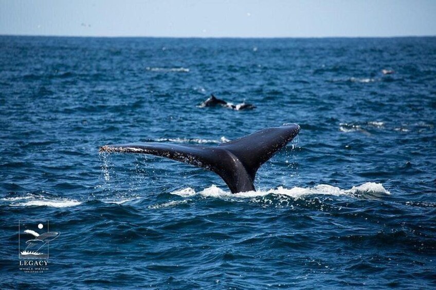 San Diego: 2.5-3 Hour Whale Watch Cruise with Legacy Whale Watch 2