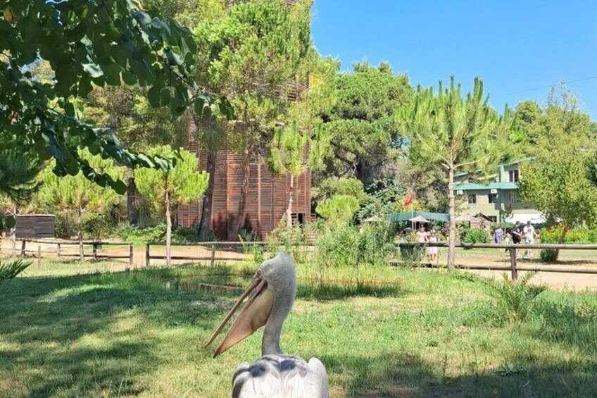 From Golem & Durrës: Offroad 4x4 Ride & Karavasta Lagoon Day Tour 5