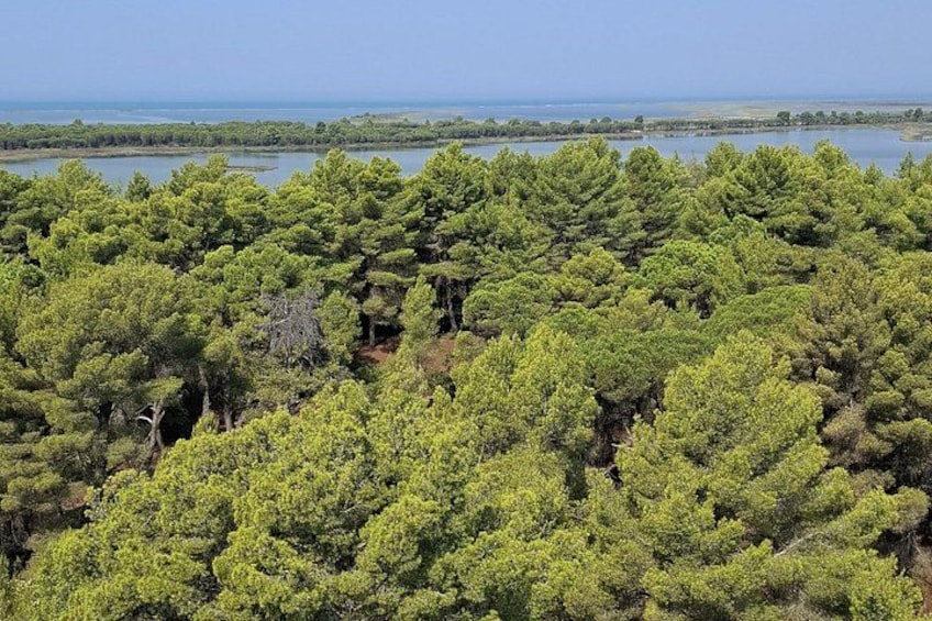 Ein dichter Wald mit einem See im Hintergrund. 4
