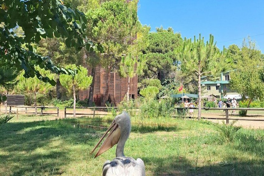 Ein Park mit einem großen Baum, einem Gebäude und einer Statue. 3