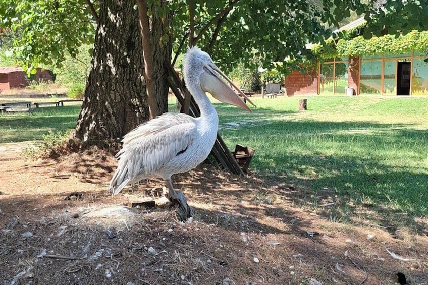 Ein großer weißer Vogel, vermutlich ein Pelikan, steht auf unbefestigtem Boden. Im Hintergrund sind ein Baum und ein Gebäude zu sehen. 2